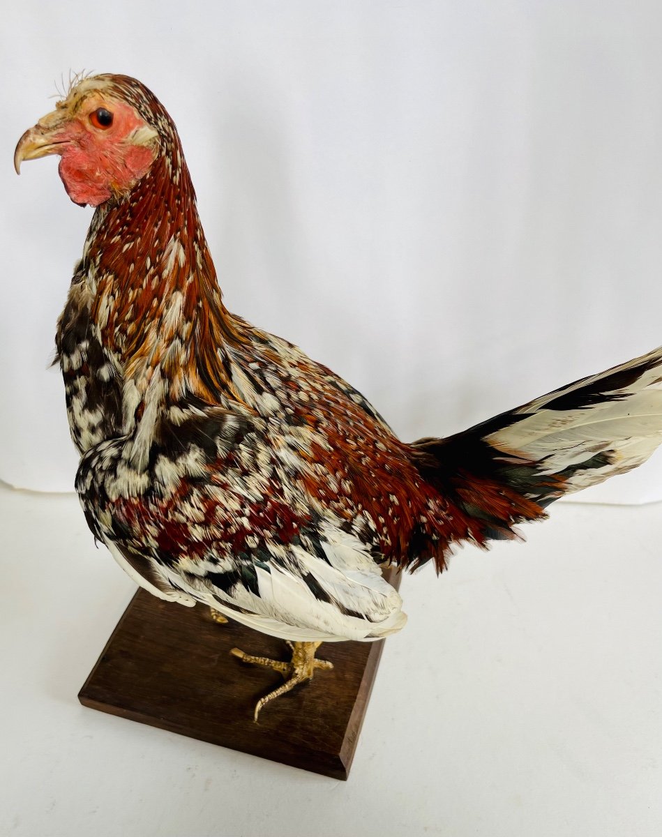 Taxidermy Of A Rooster-photo-3